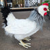 SOFT TOY FRENCH HEN