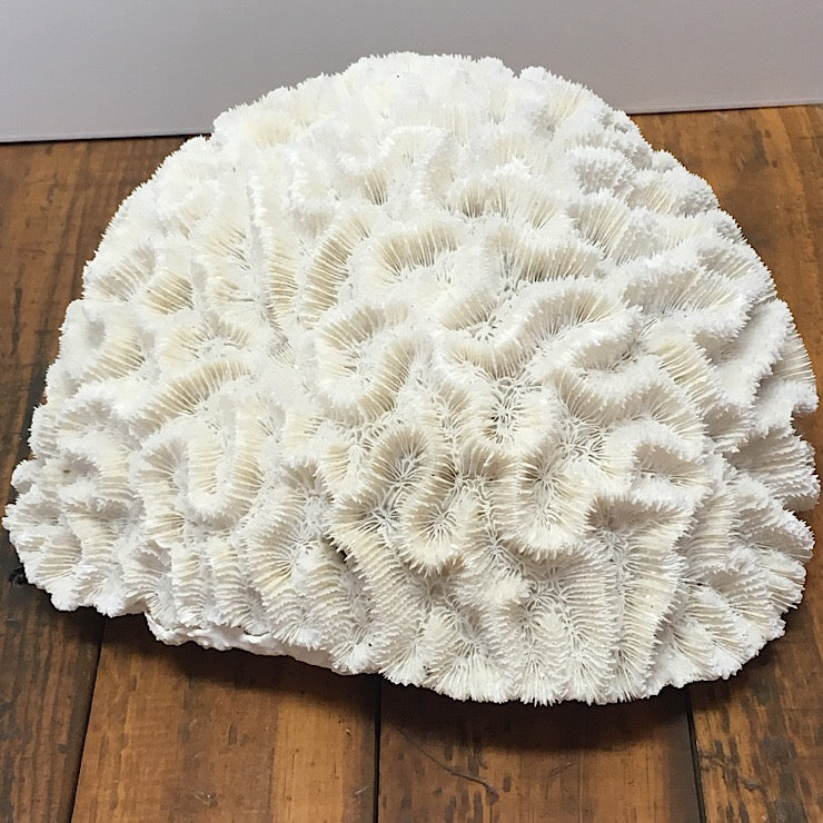 AUSTRALIAN BRAIN CORAL