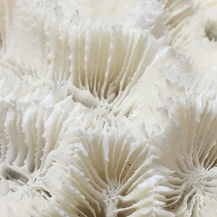 AUSTRALIAN BRAIN CORAL