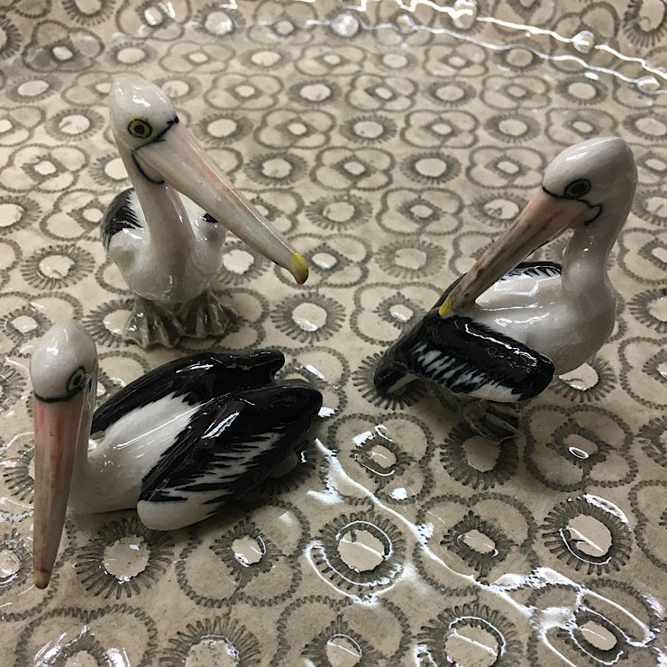 PELICANS PREENING, SWIMMING, STANDING