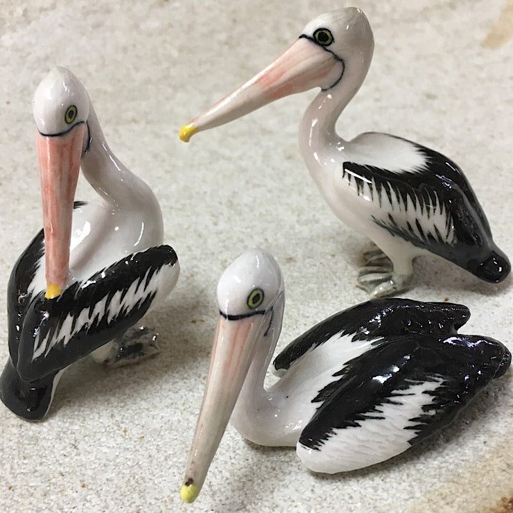 PELICANS PREENING, SWIMMING, STANDING