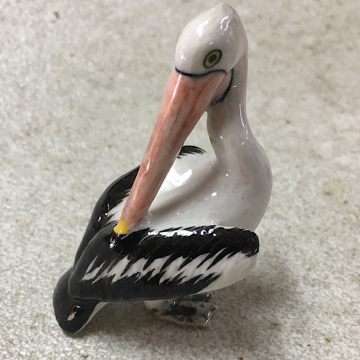 PELICANS PREENING, SWIMMING, STANDING