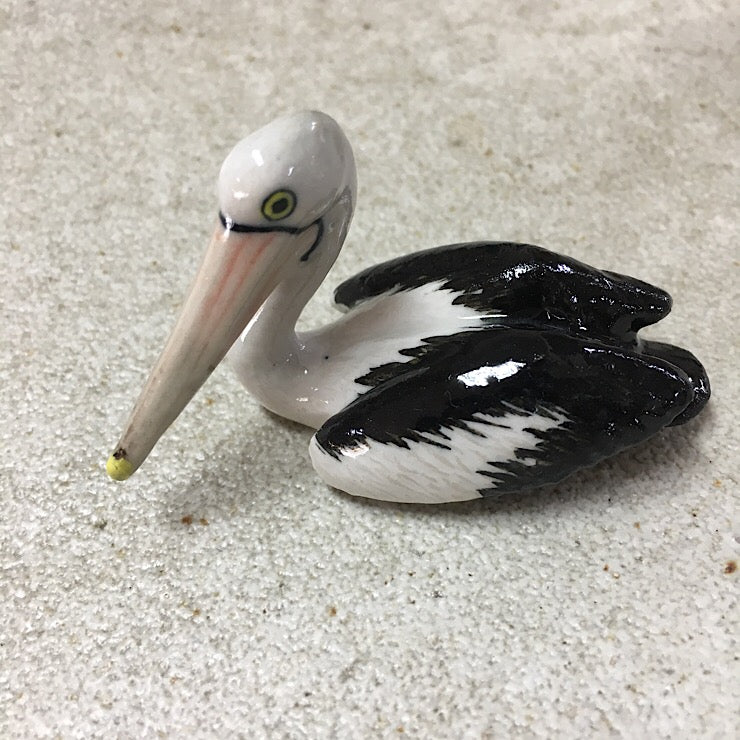 PELICANS PREENING, SWIMMING, STANDING