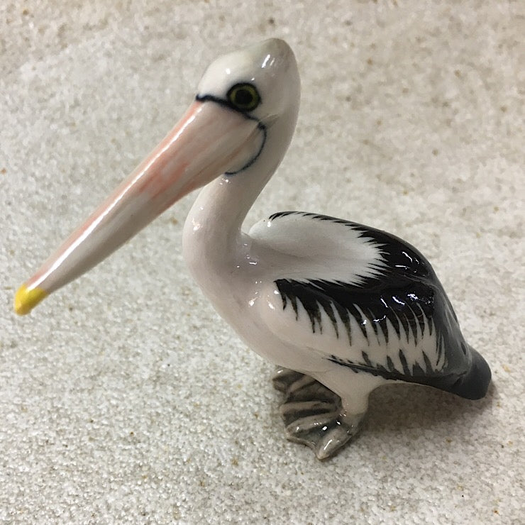 PELICANS PREENING, SWIMMING, STANDING