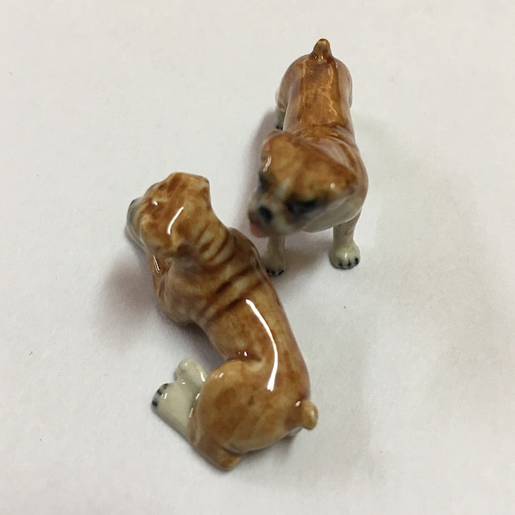 ENGLISH BOXER DOGS STANDING AND LYING