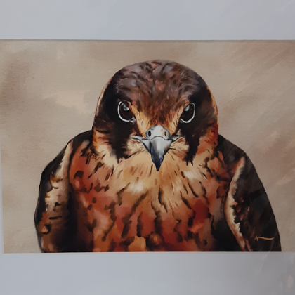 ANDI-CLAIRE PEGLER PRINT AUSTRALIAN HOBBY HAWK