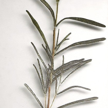 SOAP DISH WITH ROSEMARY