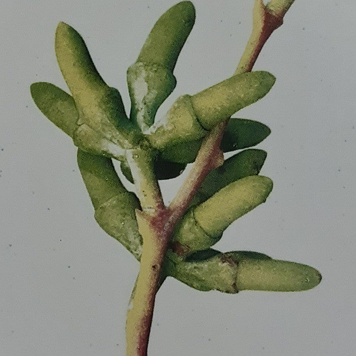 ANGUS AND CELESTE SIDE PLATE GUM FROND