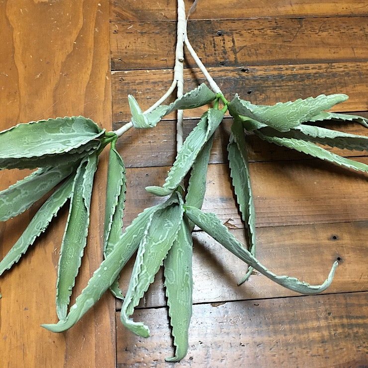 EVA PVC SAGE VARRIGATED LEAF STEM