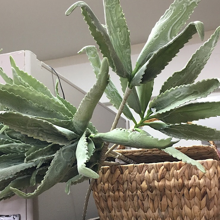 EVA PVC SAGE VARRIGATED LEAF STEM