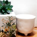 BOTANICAL CANDLE MYRTLE AND MOSS