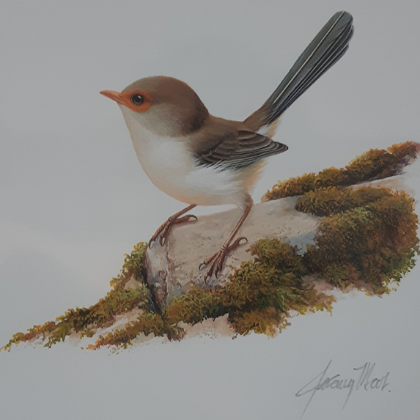 FINE ART MOUNTED PRINT JEREMY BOOT FEMALE BLUE WREN