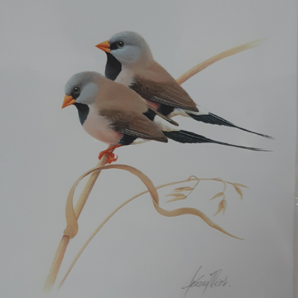 FINE ART MOUNTED PRINT JEREMY BOOT LONG TAILED FINCH