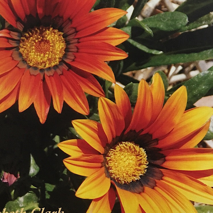 ONLY GROW WHAT GROWS