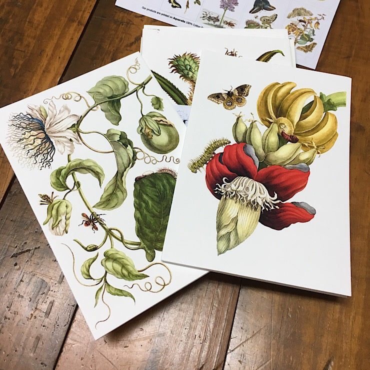 10 BOXED FLORAL CARDS BY MARIA SYBILLA MERIAN