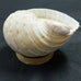 CANDLE IN NATURAL TONNA SHELL