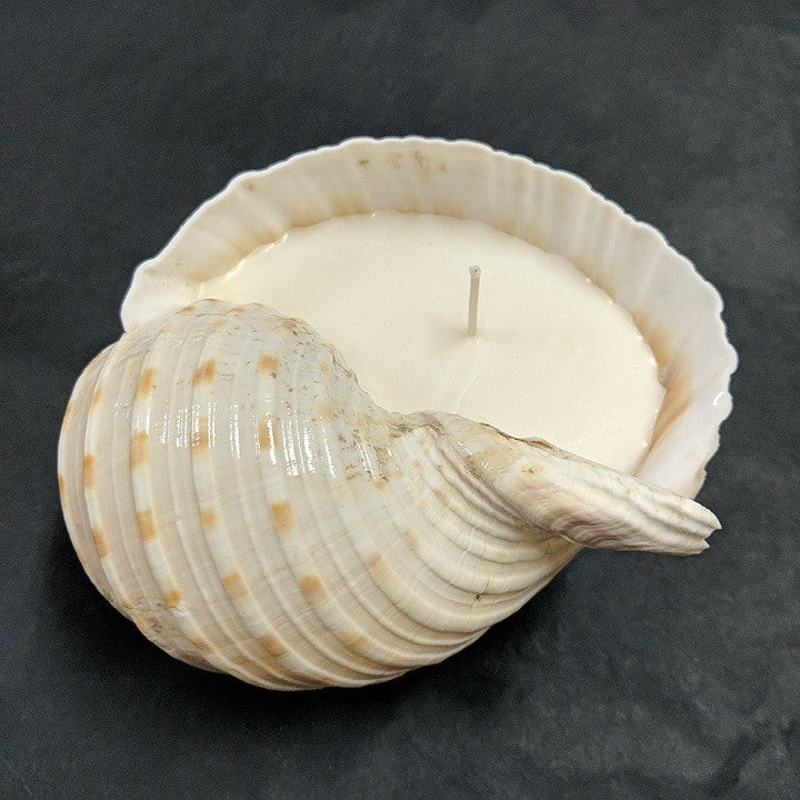 CANDLE IN NATURAL TONNA SHELL