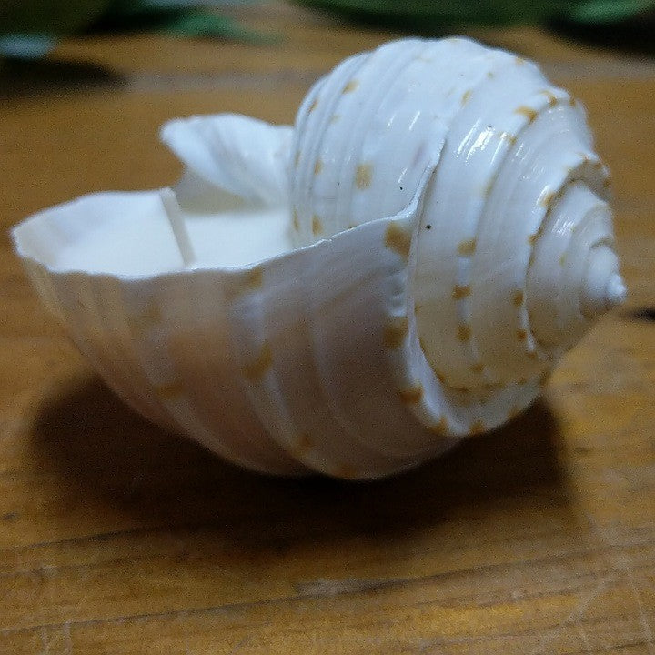 CANDLE IN NATURAL TONNA SHELL SMALL