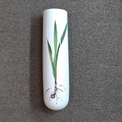 ANGUS AND CELESTE WALL VASE BULB SPECIMEN
